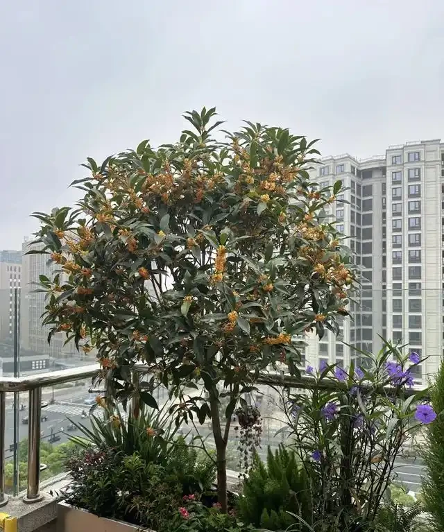 「人養花三年，花養人一生」，這10種陽臺植物，旺財又旺人