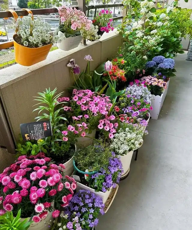 「人養花三年，花養人一生」，這10種陽臺植物，旺財又旺人