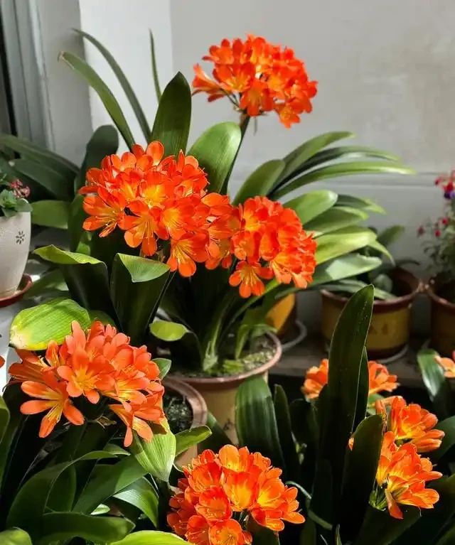 「人養花三年，花養人一生」，這10種陽臺植物，旺財又旺人