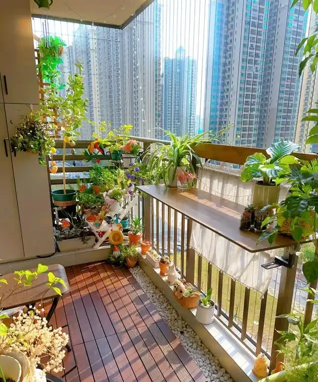 「人養花三年，花養人一生」，這10種陽臺植物，旺財又旺人