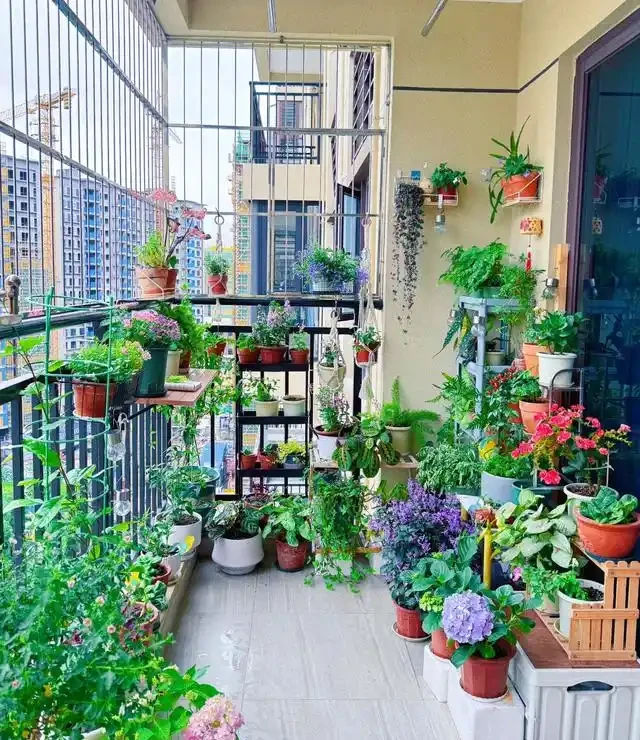 「人養花三年，花養人一生」，這10種陽臺植物，旺財又旺人
