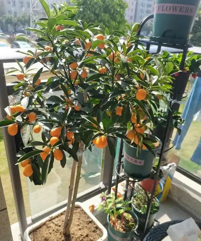 「人養花三年，花養人一生」，這10種陽臺植物，旺財又旺人