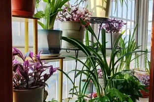 「人養花三年，花養人一生」，這10種陽臺植物，旺財又旺人
