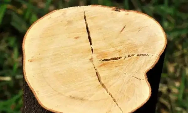 樹幹枯死是什麼原因?如何將枯萎的樹木復活