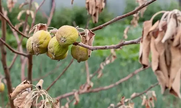 樹幹枯死是什麼原因?如何將枯萎的樹木復活