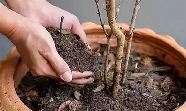 樹幹枯死是什麼原因?如何將枯萎的樹木復活