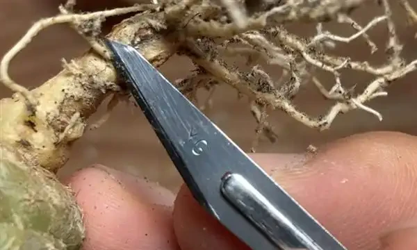 樹幹枯死是什麼原因?如何將枯萎的樹木復活