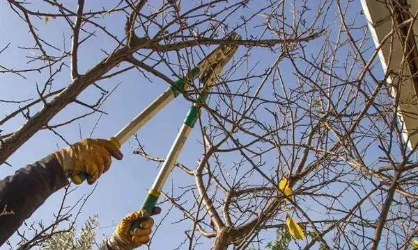 樹幹枯死是什麼原因?如何將枯萎的樹木復活