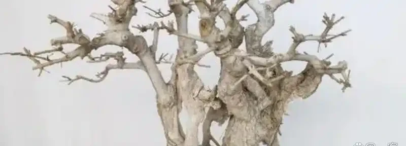 樹幹枯死是什麼原因?如何將枯萎的樹木復活