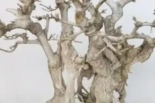 樹幹枯死是什麼原因？如何將枯萎的樹木復活