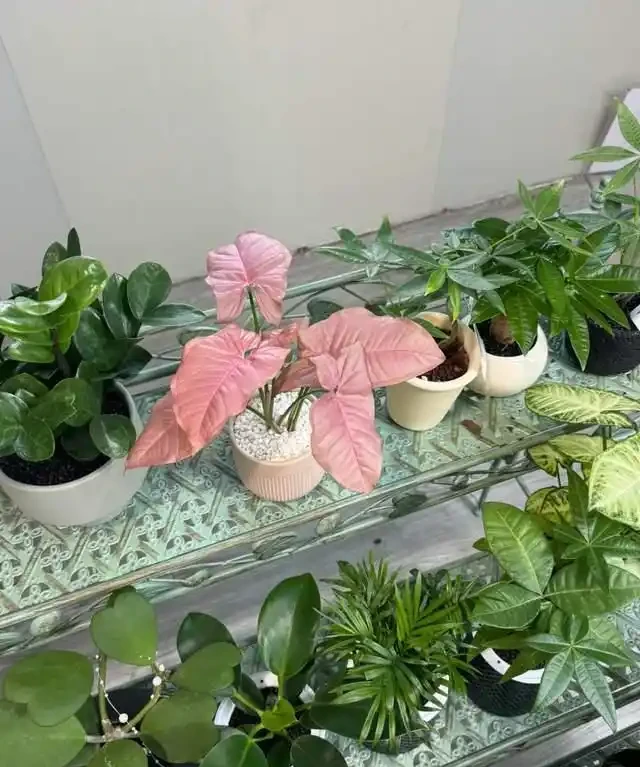 6種花是「吸毒王」,客廳養幾盆,廢氣毒氣吸光光,淨化空氣好強