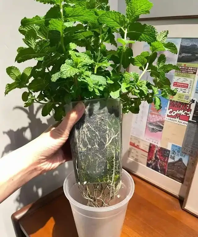 6種花是「吸毒王」,客廳養幾盆,廢氣毒氣吸光光,淨化空氣好強