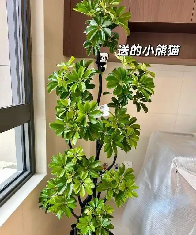 6種花是「吸毒王」,客廳養幾盆,廢氣毒氣吸光光,淨化空氣好強