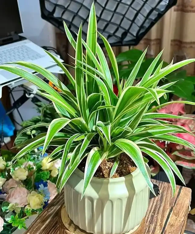6種花是「吸毒王」,客廳養幾盆,廢氣毒氣吸光光,淨化空氣好強
