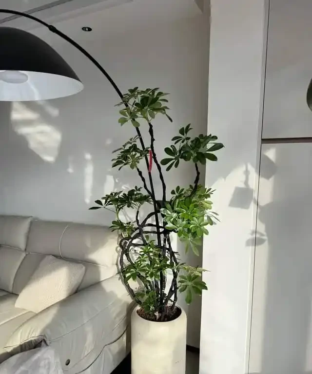 6種花是「吸毒王」,客廳養幾盆,廢氣毒氣吸光光,淨化空氣好強