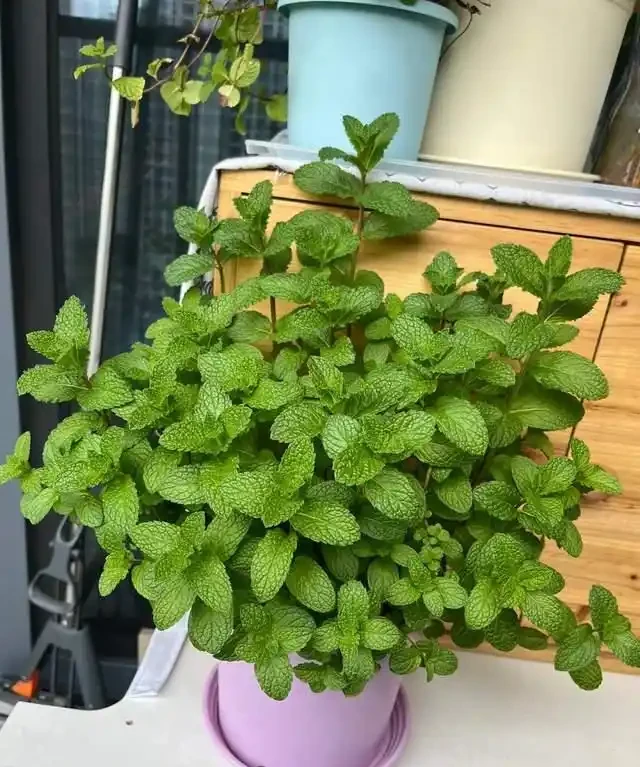 6種花是「吸毒王」,客廳養幾盆,廢氣毒氣吸光光,淨化空氣好強