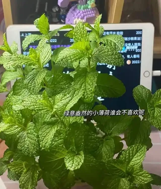 6種花是「吸毒王」,客廳養幾盆,廢氣毒氣吸光光,淨化空氣好強