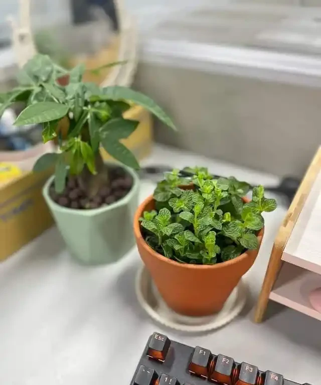 6種花是「吸毒王」,客廳養幾盆,廢氣毒氣吸光光,淨化空氣好強