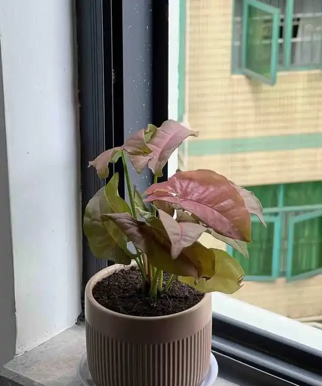 6種花是「吸毒王」,客廳養幾盆,廢氣毒氣吸光光,淨化空氣好強
