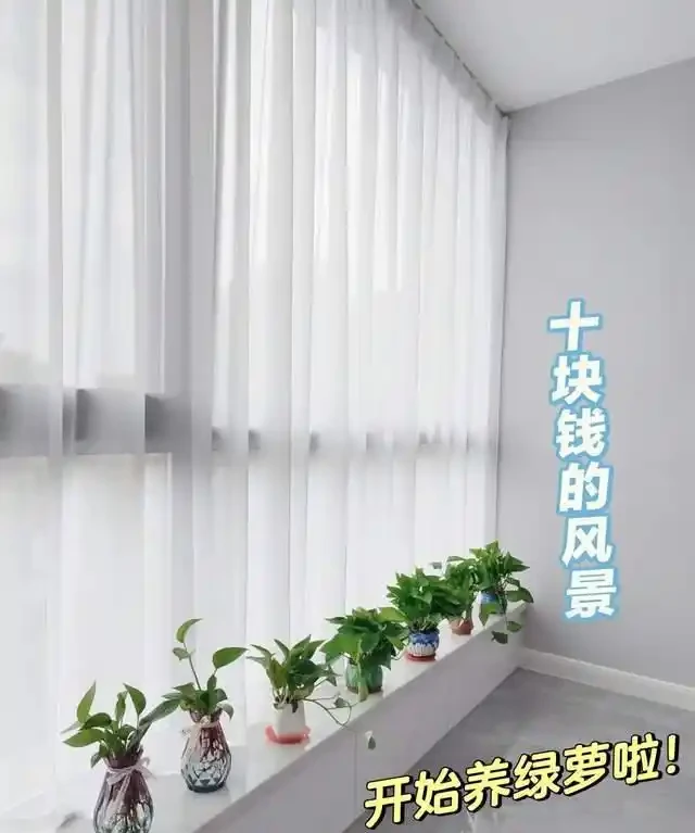 6種花是「吸毒王」,客廳養幾盆,廢氣毒氣吸光光,淨化空氣好強