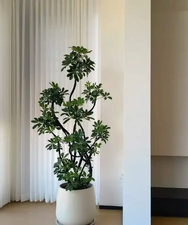 6種花是「吸毒王」,客廳養幾盆,廢氣毒氣吸光光,淨化空氣好強