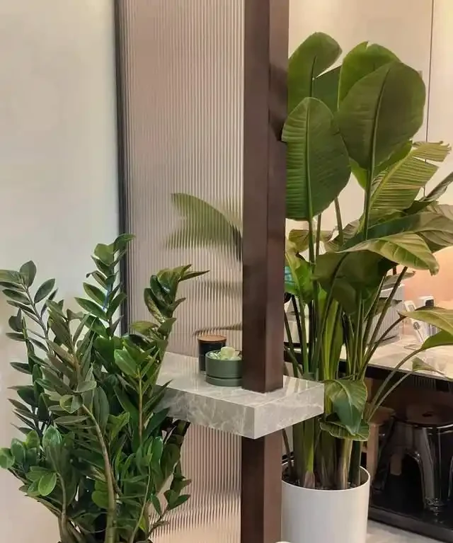 6種花是「吸毒王」,客廳養幾盆,廢氣毒氣吸光光,淨化空氣好強