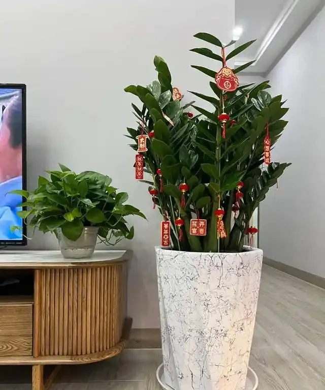 6種花是「吸毒王」,客廳養幾盆,廢氣毒氣吸光光,淨化空氣好強
