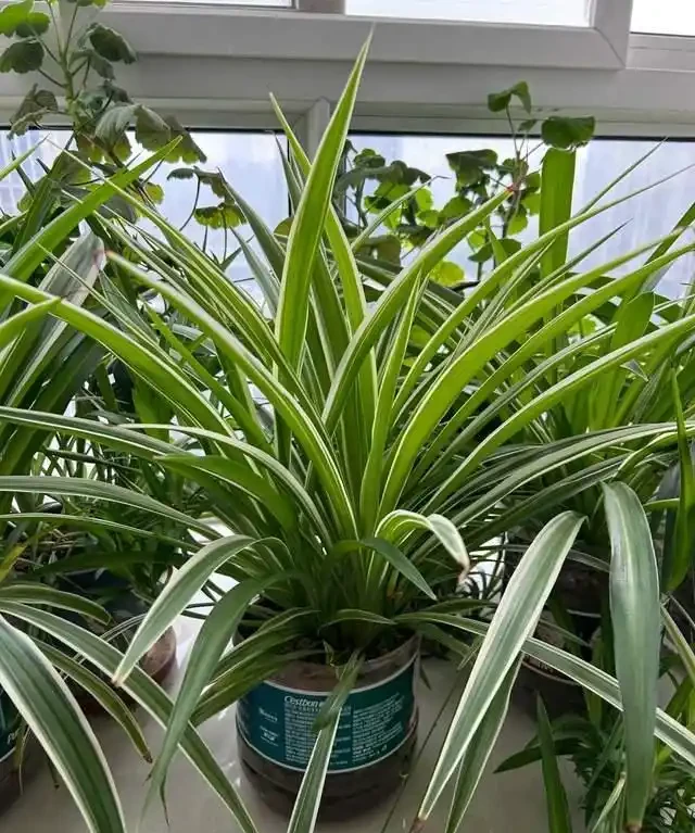 6種花是「吸毒王」,客廳養幾盆,廢氣毒氣吸光光,淨化空氣好強