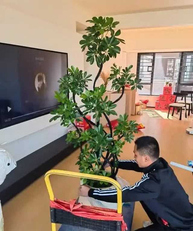 6種花是「吸毒王」,客廳養幾盆,廢氣毒氣吸光光,淨化空氣好強