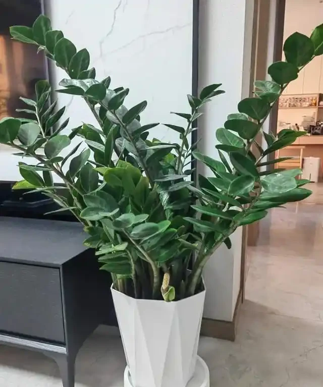6種花是「吸毒王」,客廳養幾盆,廢氣毒氣吸光光,淨化空氣好強