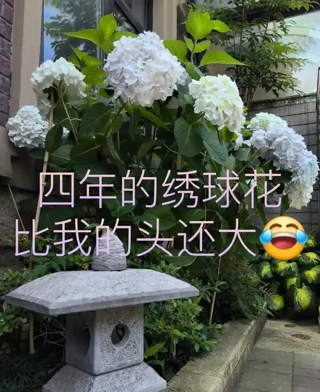 6種「耐陰花」,越曬越蔫,夏天「躲著太陽」養,輕鬆開滿盆!