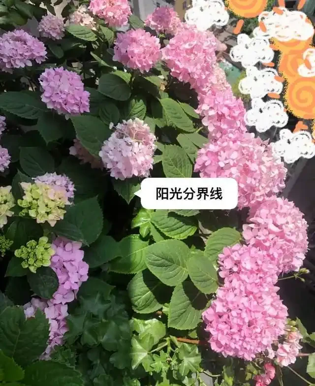 6種「耐陰花」,越曬越蔫,夏天「躲著太陽」養,輕鬆開滿盆!