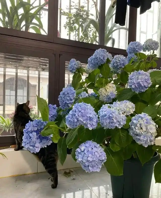 6種「耐陰花」,越曬越蔫,夏天「躲著太陽」養,輕鬆開滿盆!