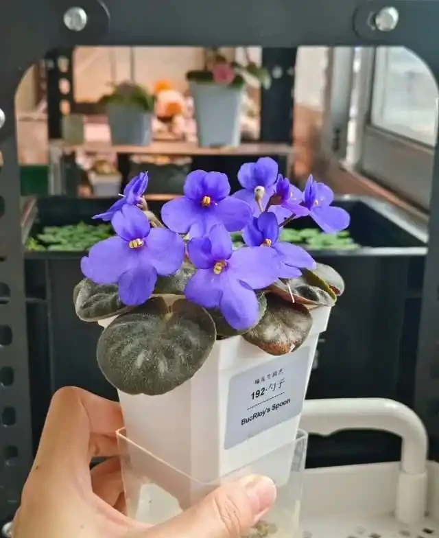 6種「耐陰花」,越曬越蔫,夏天「躲著太陽」養,輕鬆開滿盆!