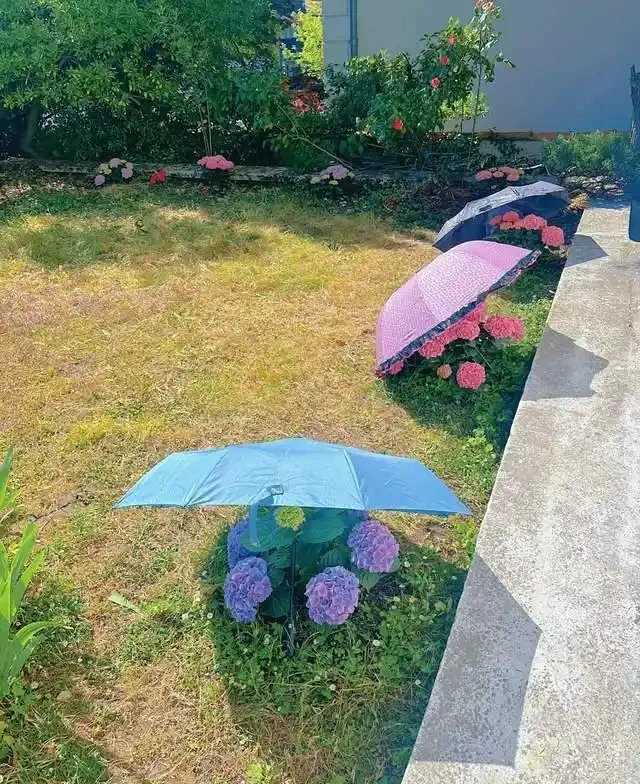 6種「耐陰花」,越曬越蔫,夏天「躲著太陽」養,輕鬆開滿盆!