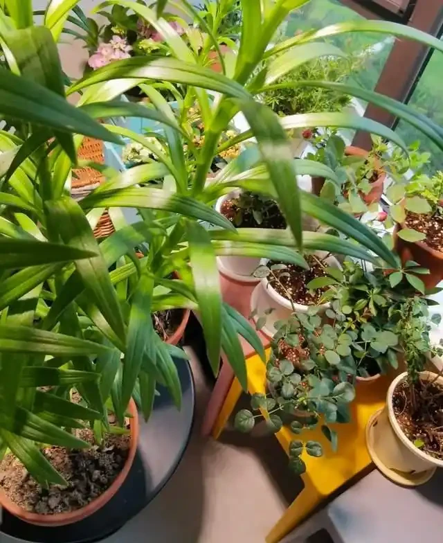 6種「耐陰花」,越曬越蔫,夏天「躲著太陽」養,輕鬆開滿盆!