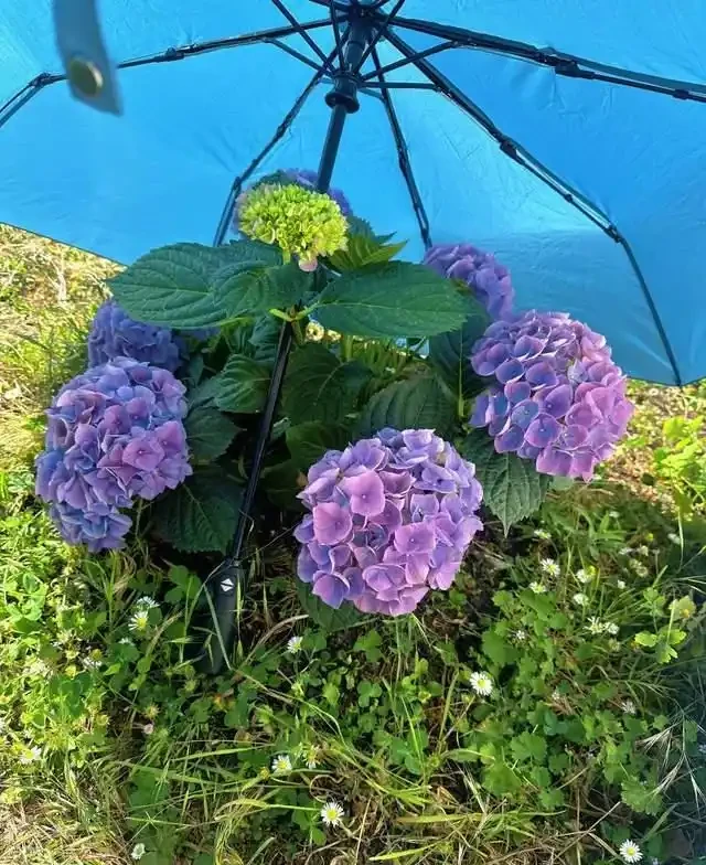 6種「耐陰花」,越曬越蔫,夏天「躲著太陽」養,輕鬆開滿盆!