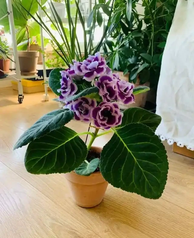 6種「耐陰花」,越曬越蔫,夏天「躲著太陽」養,輕鬆開滿盆!