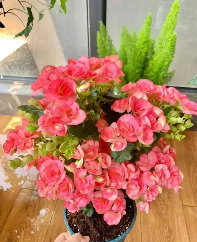 6種「耐陰花」,越曬越蔫,夏天「躲著太陽」養,輕鬆開滿盆!