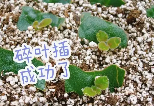6種「耐陰花」,越曬越蔫,夏天「躲著太陽」養,輕鬆開滿盆!