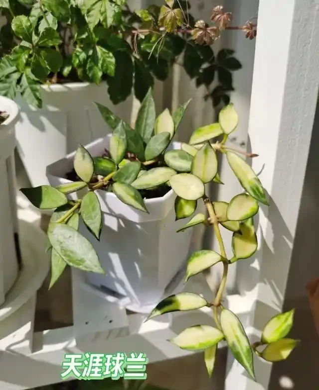 6種「耐陰花」,越曬越蔫,夏天「躲著太陽」養,輕鬆開滿盆!