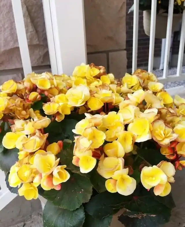 6種「耐陰花」,越曬越蔫,夏天「躲著太陽」養,輕鬆開滿盆!