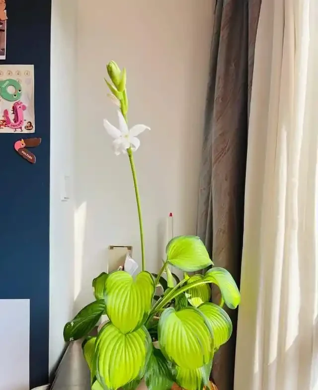 6種「耐陰花」,越曬越蔫,夏天「躲著太陽」養,輕鬆開滿盆!