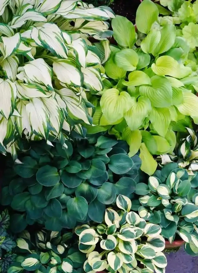 6種「耐陰花」,越曬越蔫,夏天「躲著太陽」養,輕鬆開滿盆!