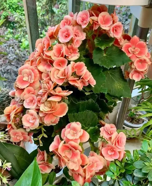 6種「耐陰花」,越曬越蔫,夏天「躲著太陽」養,輕鬆開滿盆!