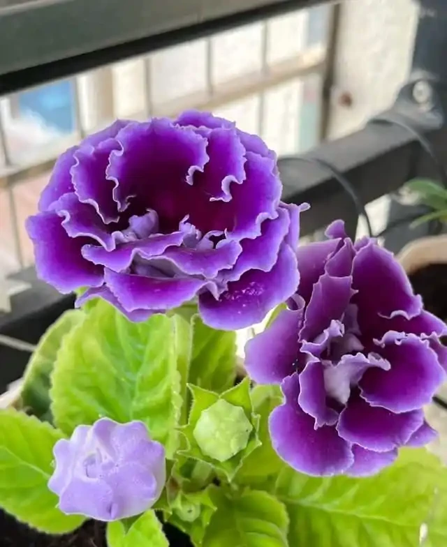 6種「耐陰花」,越曬越蔫,夏天「躲著太陽」養,輕鬆開滿盆!