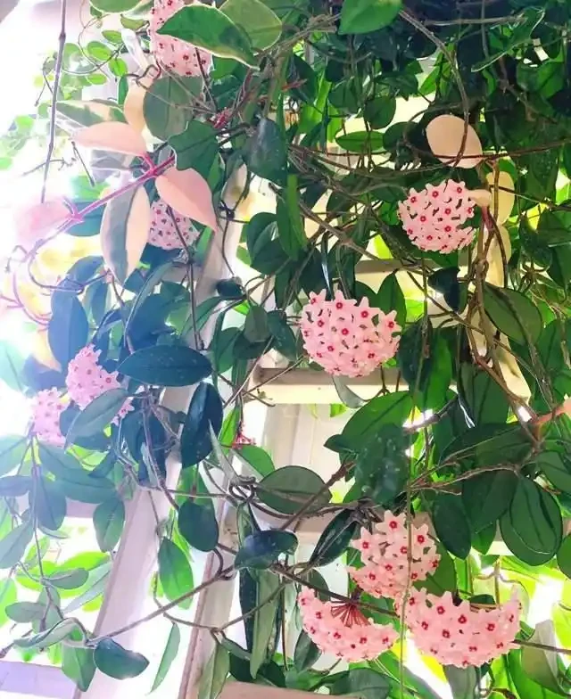 6種「耐陰花」,越曬越蔫,夏天「躲著太陽」養,輕鬆開滿盆!