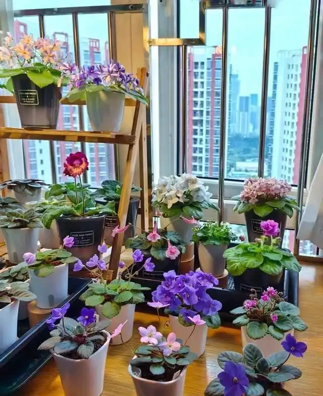6種「耐陰花」,越曬越蔫,夏天「躲著太陽」養,輕鬆開滿盆!