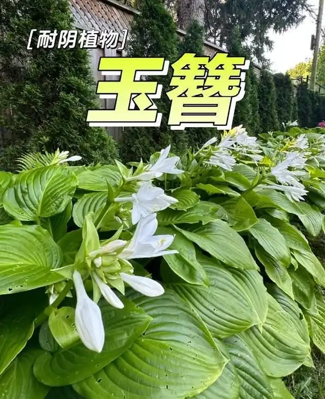 6種「耐陰花」,越曬越蔫,夏天「躲著太陽」養,輕鬆開滿盆!