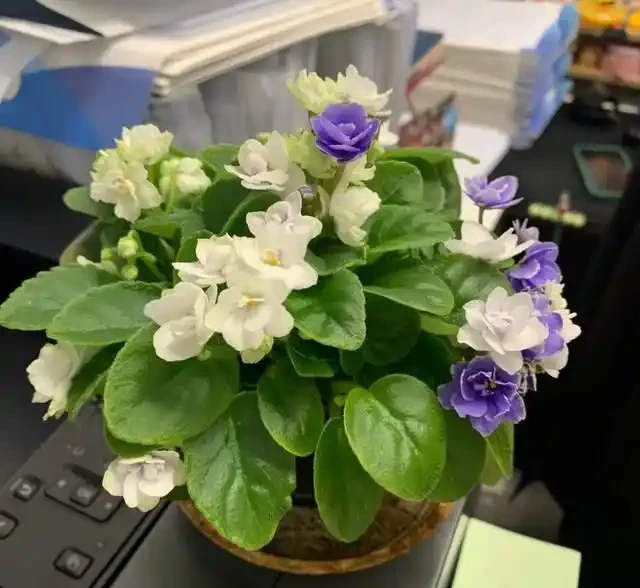 6種「耐陰花」,越曬越蔫,夏天「躲著太陽」養,輕鬆開滿盆!